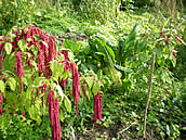 Wildblume aus dem Park