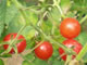 Tomaten